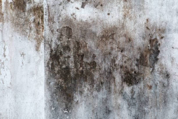Best Emergency Mold Remediation  in South Greensburg, PA