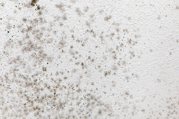 Biohazard Mold Removal in South Greensburg, PA