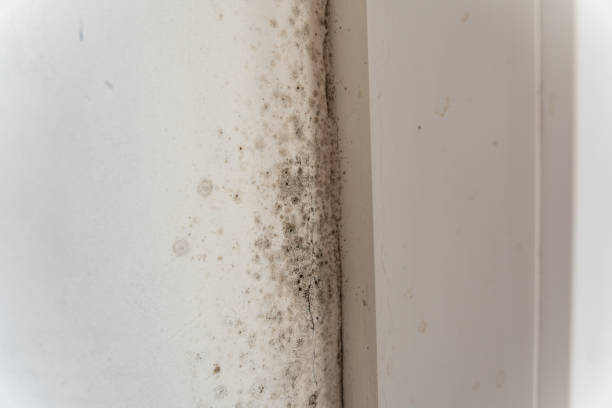 Best Mold Odor Removal Services  in South Greensburg, PA